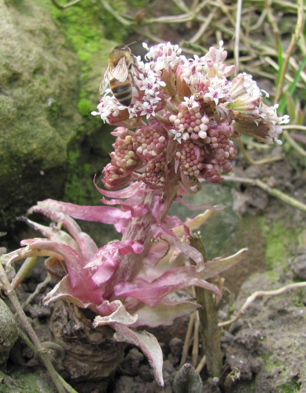 Petasites paradxus / Farfaraccio niveo